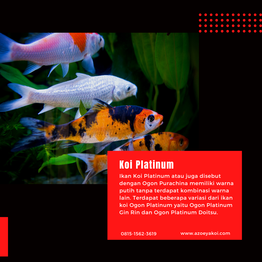 Ikan Koi Platinum Bagus